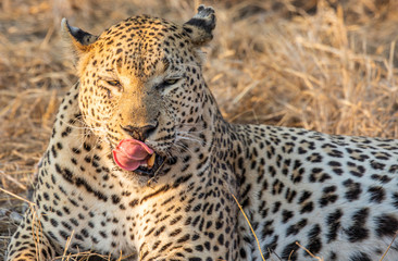 Close up portait of male leopard, Panthera parsus, licking his lips while lying in tall grass