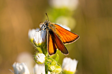 skipper 