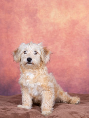 Cute and adorable small puppy dog. Image taken in a studio with orange background. Copy space.