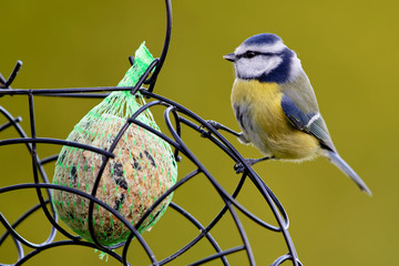 Blaumeise