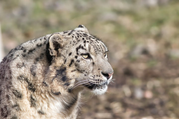 snow leopard