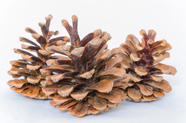 Brown pine cones isolated on white background