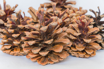 Brown pine cones isolated on white background