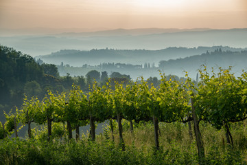Weinstöcke in der Toskana mit Morgennebel über der typischen toskanischen Hügellandschaft