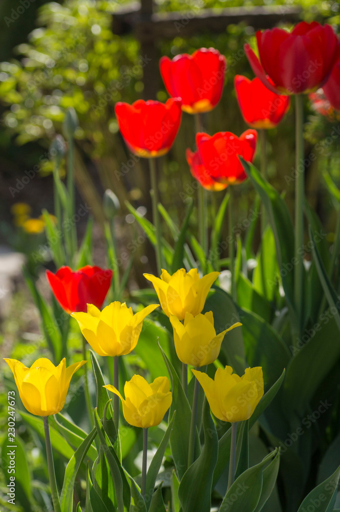 Wall mural group of beautiful tulips