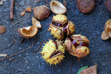Shiny conkers in open thorny shell on autumn fallen foliage. Selected focus.
