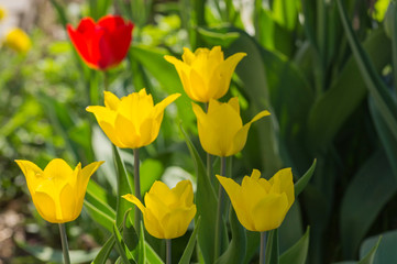 group of beautiful tulips, yellow tulips