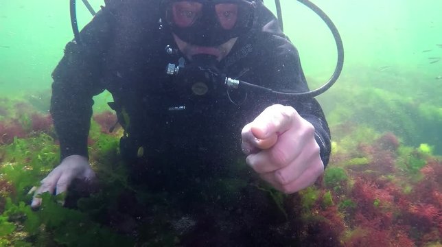 Ctenophora Sea gooseberry (Pleurobrachia pileus) swims on the background of the diver, who points to the animal. Black Sea, Odessa Bay