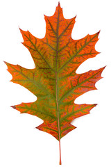 single red multicolored oak leaves