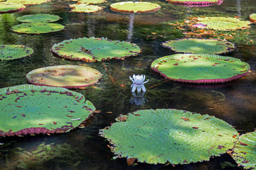Faune et flore dans l'océan indien