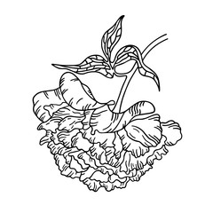 Fototapeta premium vector peony flower