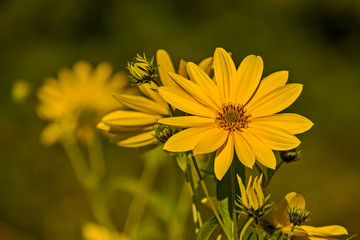 large yellow flowers and green leaves and blurred backgrounds