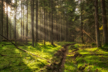 Sunbeams in Natural Spruce Forest. Sunlight shining through a forest on a foggy morning.