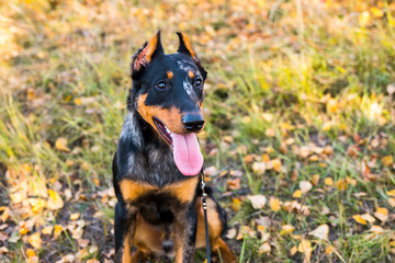 Portrait of a dog Beauceron on a background of autumnal nature.