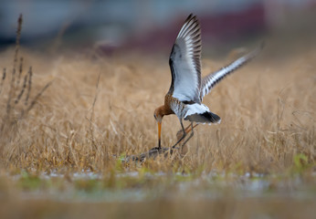 Black-tailed godwits in severe combat in air and on the ground at spring in fields 