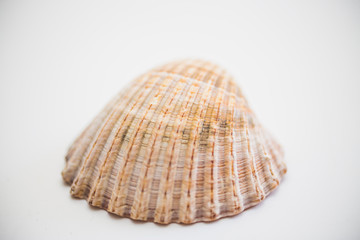 Close up of seashell on white background.