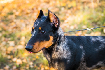 Portrait of a dog Beauceron on a background of autumnal nature.