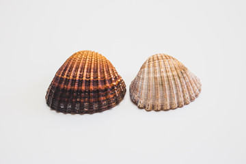 Close up of seashell on white background.