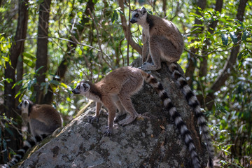 Three Ring Tailed Lemur  kata ,Close up Ring-tailed lemur, Madagascar