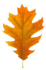 single dry multicolored oak leaves
