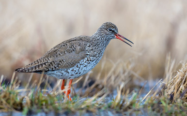 Common Redshank walking and crying in dry colored early spring shore of pond in fields