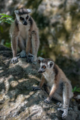 Ring Tailed Lemur  kata ,Close up Ring-tailed lemur, Madagascar