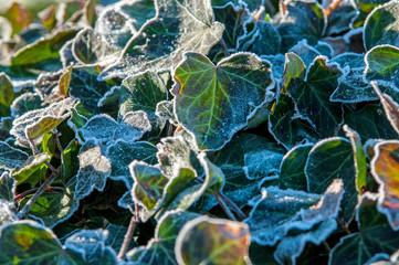 Gefrorene Blätter am Morgen 