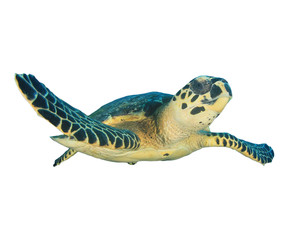 Hawksbill Sea Turtle isolated on white background   