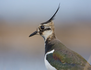 Male Northern lapwing close portrait with detailed feathers of long crest and a black crown 