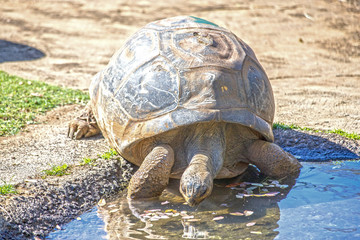 Faune et flore dans l'océan indien