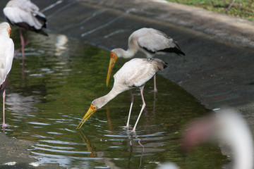 herons on the water