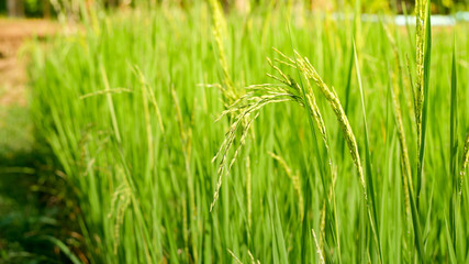 Green ear of rice in paddy rice field