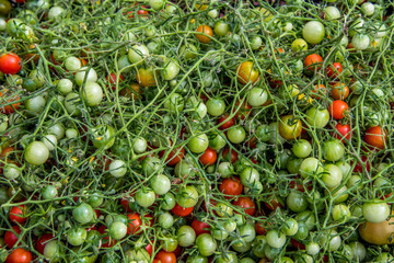 fresh tomatoes on a branch