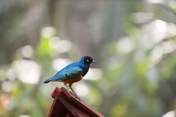 Obraz premium bright bird on the birdhouse