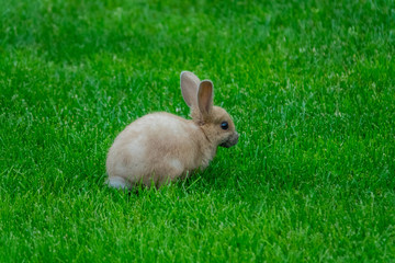 Small brown cotton hare on the grass, Alaska