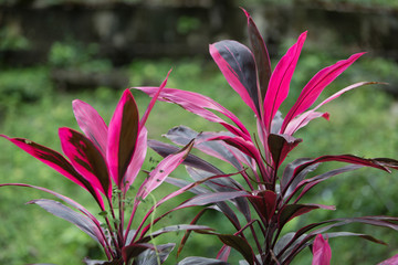 flower in the garden