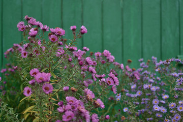 Symphyotrichum novi-belgii asters on a vintage green wooden background