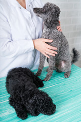 veterinarian  at vet clinic are examining little dog