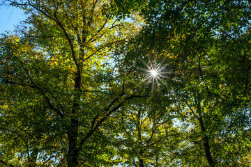 Fototapeta premium Bäume Laubbäume Blätter grün mit Sonnenstrahlen