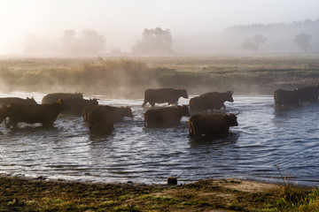 Przeprawa krów przez Narew