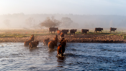 Przeprawa krów przez Narew © podlaski49