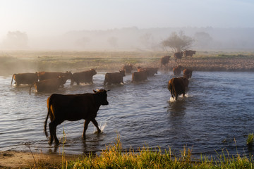 Przeprawa krów przez Narew © podlaski49