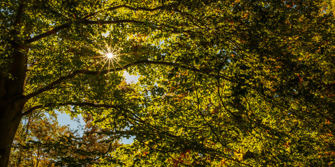 Baum Laub Herbst Sonne Sonnenstrahlen Gegenlicht