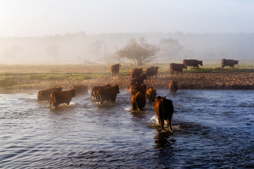 Przeprawa krów przez Narew