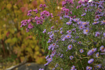 Obraz premium Symphyotrichum novi-belgii and Symphyotrichum novae-angliae asters on a vintage background of autumn foliage