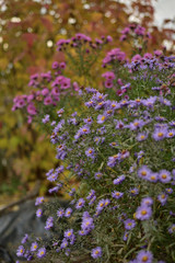 Obraz premium Symphyotrichum novi-belgii and Symphyotrichum novae-angliae asters on a vintage background of autumn foliage