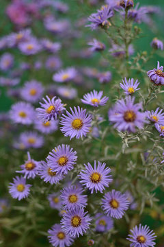 Symphyotrichum novae-angliae aster close up on a vintage green wooden background