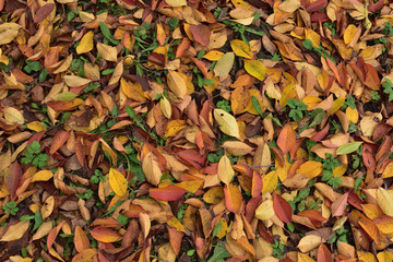 autumn leaves background