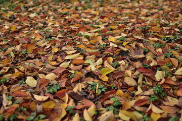 colorful autumn leaves