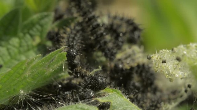 Group of young caterpillars Aglais (probably small tortoiseshell ) eating nettle in a garden. Close up of caterpillars, sunny day, Europe.